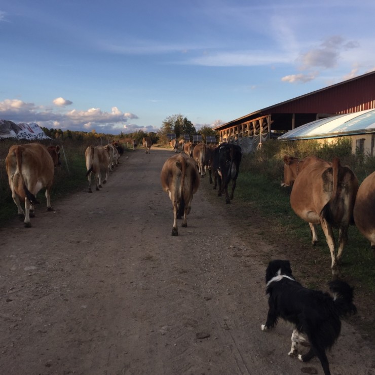 Herding cattle at Essex Farm