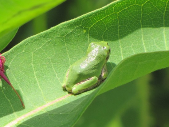 Tree Frog (Source: Eve Ticknor)