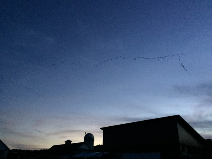 Geese Flying Over Barn at Essex Farm (Credit: Kristin Kimball)