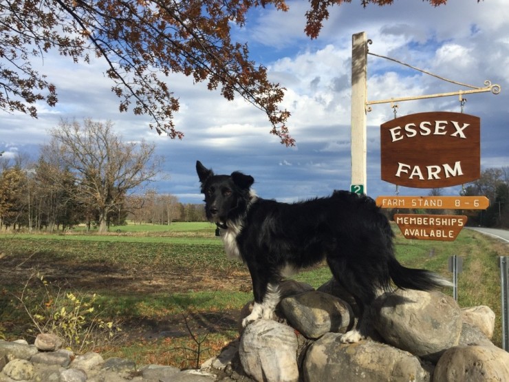 Essex Farm Dog with Sign