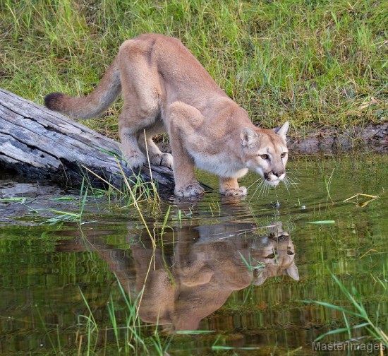 Cougar by Larry Master (www.masterimages.org)