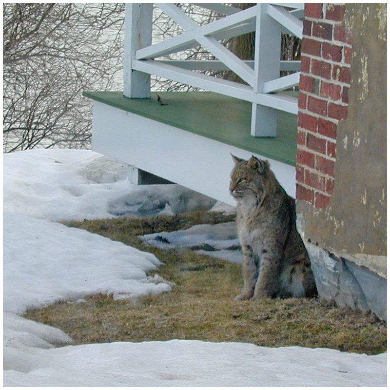 Chimney Point Bobcat (Source: Chimney Point State Historic Site, Addison, VT)