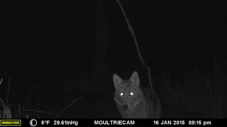Wildlife Camera: Eastern Coyote or CoyWolf