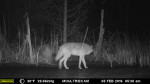I'd guess this one has enough Wolf genes to be called a Coy-Wolf. He (I'm guessing by size) looks quite tall. (Credit: Wildlife Camera, John Davis)