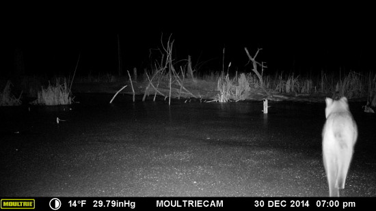 Wildlife Trail Camera: Bobcat walking across ice. (Credit: John Davis)