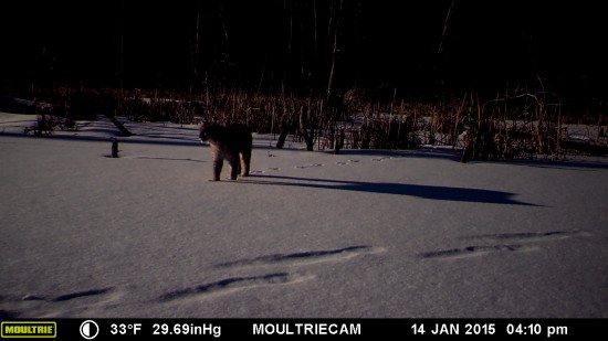 Wildlife Trail Camera: Bobcat walking through snow (Credit: John Davis)