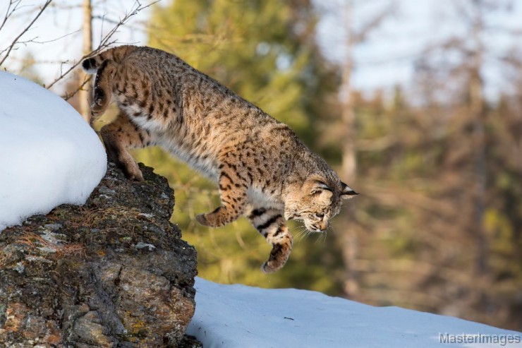 Bobcat, Lynx rufus by Larry Master (www.masterimages.org)