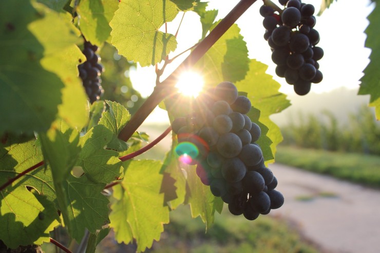 Grapes (Credit: Pixabay)