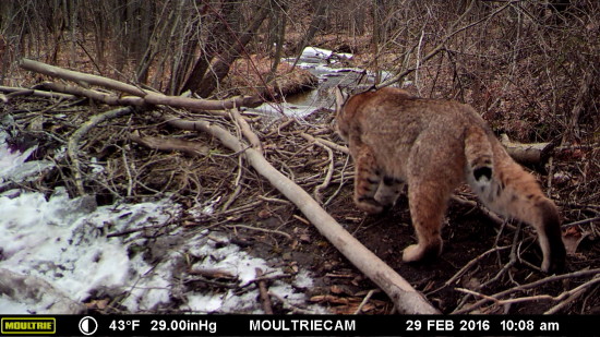 Wildlife Camera: Bobcat (Credit: John Davis)