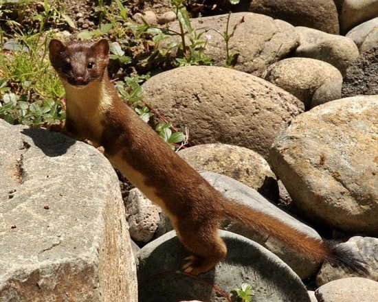 Long tailed Weasel (Credit: Keith and Kasia via Wikimedia Commons)