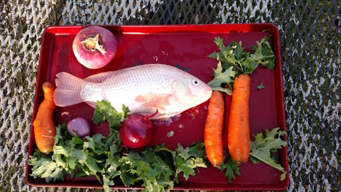 Fish, carrot tree, turnip sun