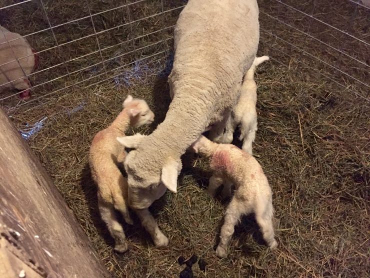 Three lambs at Essex Farm, April 2016