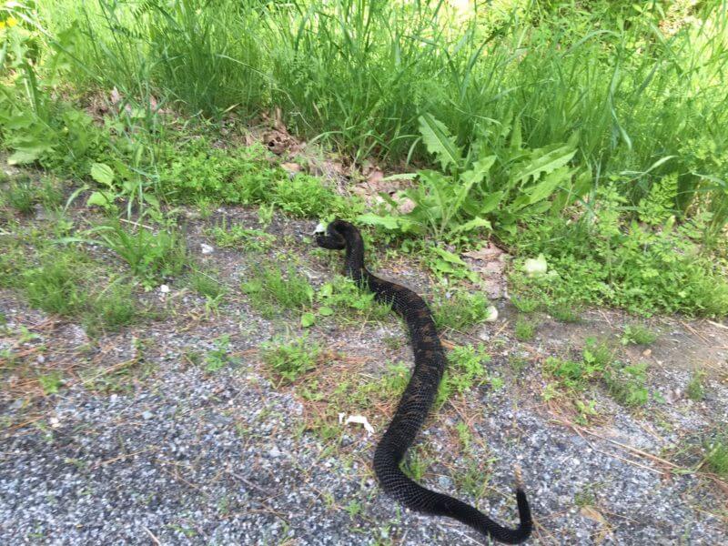 Caution: Timber Rattlesnakes Crossing Lakeshore Road (Source: John Davis)