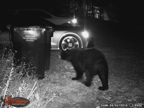 Saranac Lake resident Jim Fuller placed a trail camera at his Branch Farm Road residence and within a week had three bear sightings. Here, the black bear is looking to open a trash container.