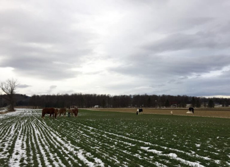 Essex Farm's horses (Credit: Kristin Kimball)