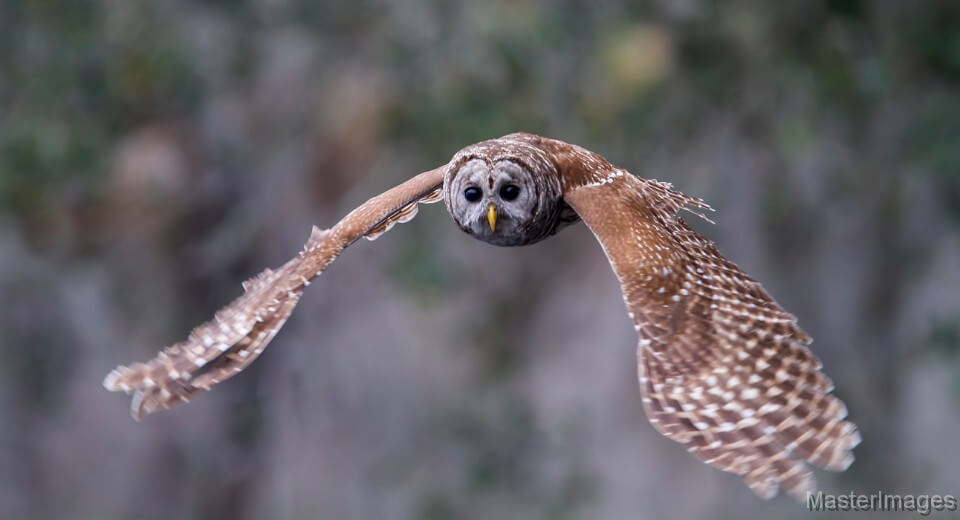 Barred Owl by Larry Master (Credit: masterimages.org)