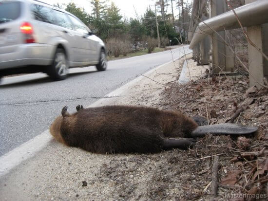 Beaver Roadkill by Larry Master