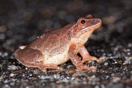 Spring Peeper by Larry Master