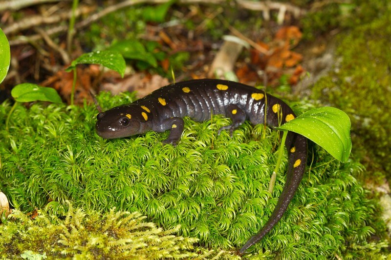 Spotted Salamander (Ambystoma maculatum) by Larry Master