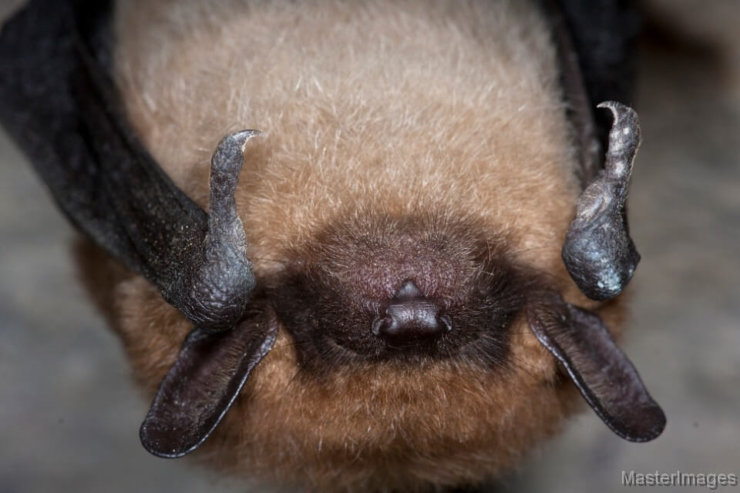 Eastern Small-footed Bat by Larry Master
