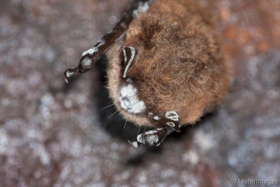Little Brown Bat with visible white-nose syndrome fungus by Larry Master