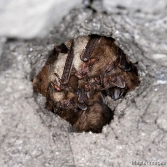 Little Brown Bats by Larry Master