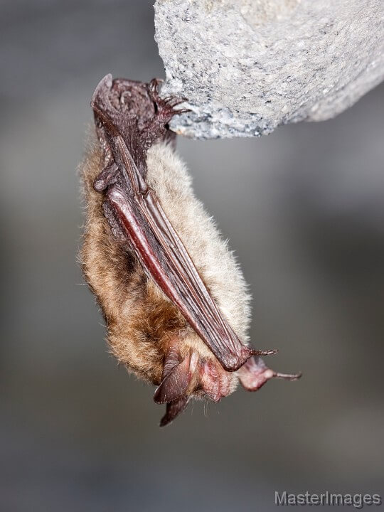 Bats Our Flying Mammal Neighbors Essex On Lake Champlain