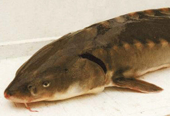 Short-nose Sturgeon (Credit: U.S. National Oceanic and Atmospheric Administration)