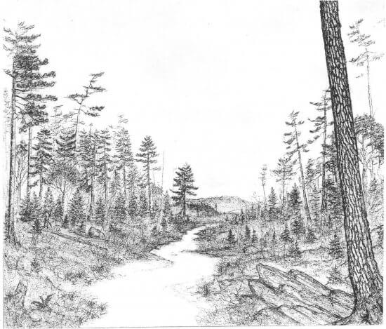 Old Growth Forest Sketch (Credit: Rob Leverett)
