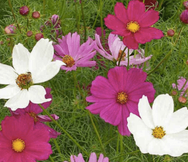 Cosmos- pink and white
