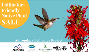 AdkAction's Adirondack Pollinator Project 2021