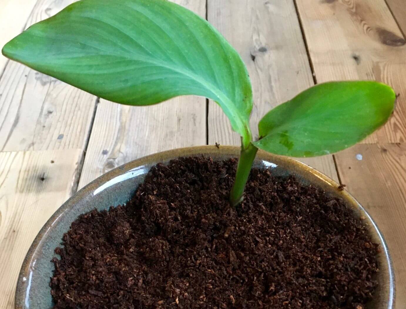 A potted plant growing in finished urine compost